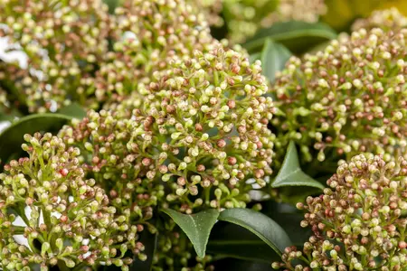 Skimmia jap. 'Marlot' - LINERS 18 CEL TRAY P9 SIZE - image 3