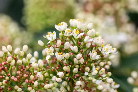 Skimmia jap. 'Marlot' - LINERS 18 CEL TRAY P9 SIZE - image 4