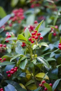 Skimmia jap. 'Nymans' - 2 Ltr pot