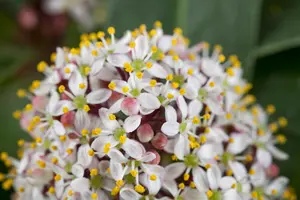 Skimmia jap. 'Pink Dwarf' - 1.5 Ltr pot