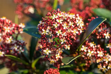 Skimmia jap. 'Red Dwarf' - 1.5 Ltr pot