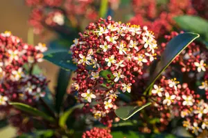 Skimmia jap. 'Red Dwarf' - 1.5 Ltr pot