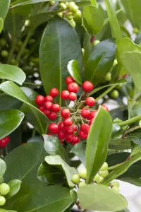 Skimmia jap. 'Redruth'