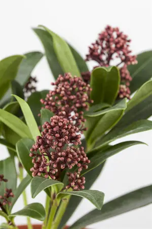 Skimmia jap. 'Rubella' - 5 Ltr pot - image 4