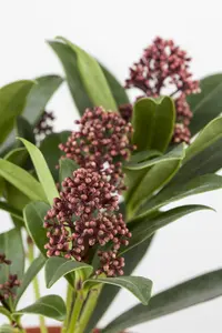 Skimmia jap. 'Rubella' - 30-40 CM C5 - image 4