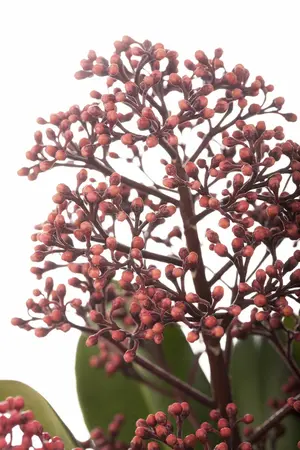 Skimmia jap. 'Rubella' - C1 - image 2