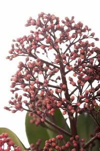 Skimmia jap. 'Rubella' - C1 - image 2