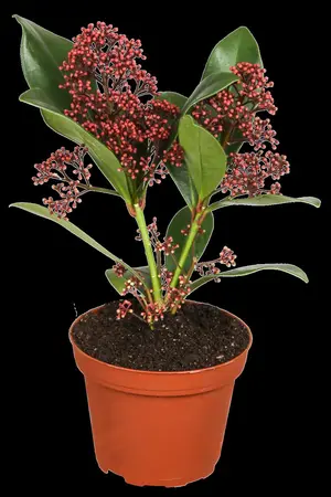 Skimmia jap. 'Rubella' - 7.5 Ltr pot - image 1