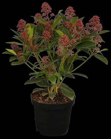 Skimmia jap. 'Rubella' - 7.5 Ltr pot - image 4