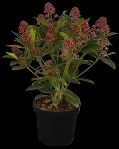Skimmia jap. 'Rubella' - 7.5 Ltr pot - image 4