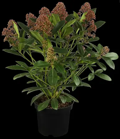 Skimmia jap. 'Rubella' - 1.5 Ltr pot - image 3