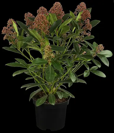 Skimmia jap. 'Rubella' - 7.5 Ltr pot - image 3