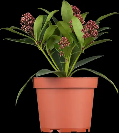 Skimmia jap. 'Rubella' - 10 Ltr pot - image 5