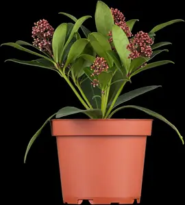 Skimmia jap. 'Rubella' - 7.5 Ltr pot - image 5