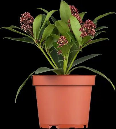 Skimmia jap. 'Rubella' - LINERS 18 CEL TRAY P9 SIZE - image 5