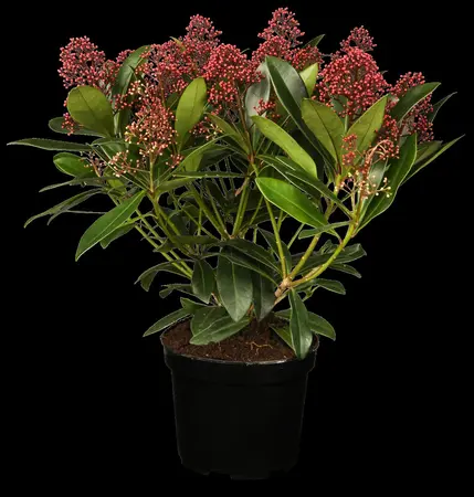 Skimmia jap. 'Rubella' - 7.5 Ltr pot - image 2