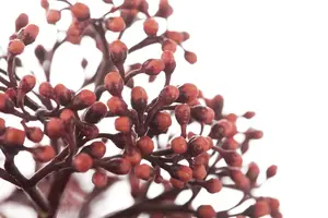Skimmia jap. 'Rubella' - 5 Ltr pot - image 5