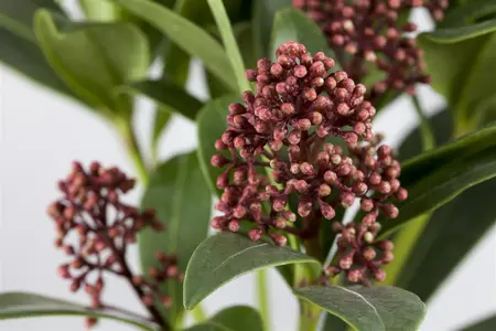Skimmia jap. 'Rubella' - 30-40 CM C5 - image 3