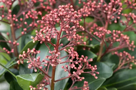 Skimmia jap. 'Rubella' - 30-40 CM C5 - image 5