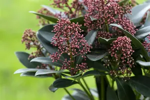 Skimmia jap. 'Rubesta'? - 1.5 Ltr pot