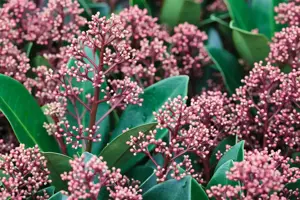 Skimmia jap. 'Rubinetta'