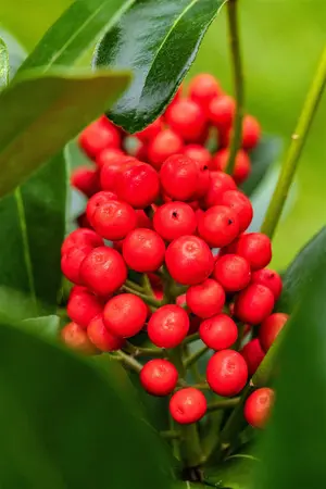 Skimmia jap. 'Temptation' - 5 Ltr pot - image 3