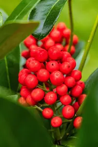 Skimmia jap. 'Temptation' - 5 Ltr pot - image 3