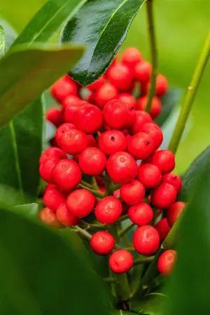 Skimmia jap. 'Temptation' - 2 Ltr pot - image 2