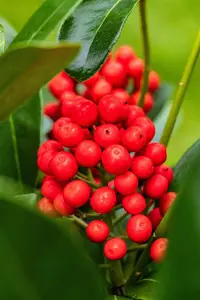 Skimmia jap. 'Temptation' - 2 Ltr pot - image 2