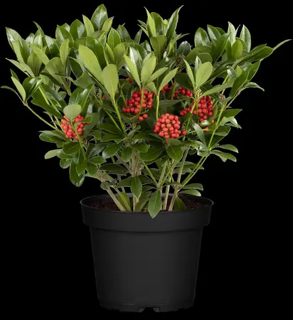 Skimmia jap. 'Temptation' - 5 Ltr pot - image 5