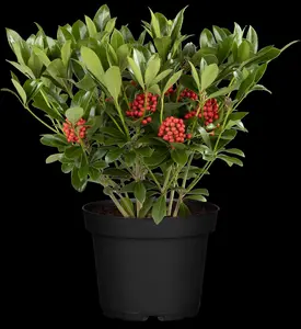Skimmia jap. 'Temptation' - 5 Ltr pot - image 5