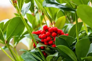 Skimmia jap. 'Temptation' - 5 Ltr pot - image 2