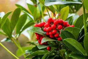 Skimmia jap. 'Temptation' - 5 Ltr pot - image 4