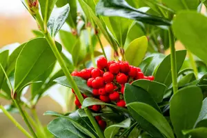 Skimmia jap. 'Temptation' - 2 Ltr pot - image 3