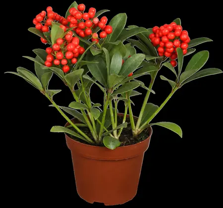 Skimmia jap. 'Temptation' - 5 Ltr pot - image 1