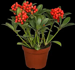 Skimmia jap. 'Temptation' - 1.5 Ltr pot - image 1