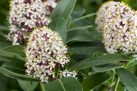 Skimmia jap. 'White Bella' - 1.5 Ltr pot