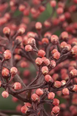 Skimmia japonica - 2 Ltr pot - image 2