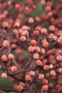 Skimmia japonica - 2 Ltr pot - image 2