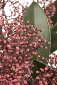 Skimmia japonica - 2 Ltr pot - image 3