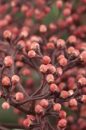 Skimmia japonica - 40-50 CM C25 - image 1