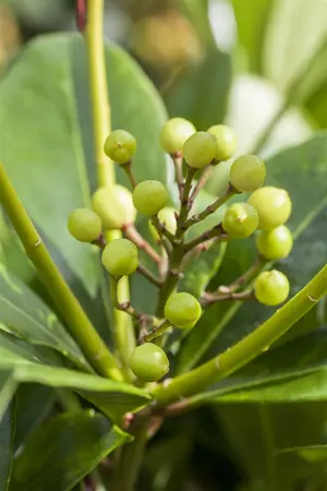 Skimmia japonica - 40-50 CM C25 - image 5