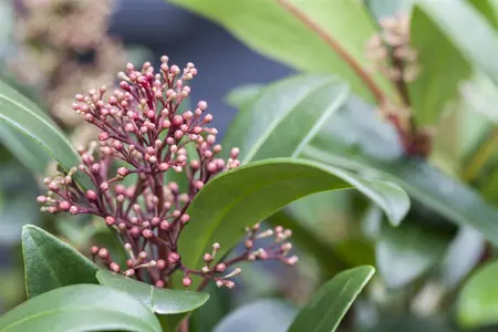 Skimmia japonica - 2 Ltr pot - image 5