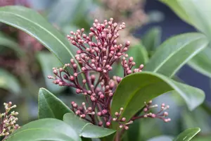 Skimmia japonica - 40-50 CM C25 - image 4