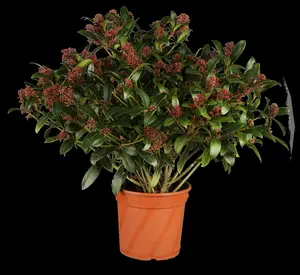 Skimmia japonica