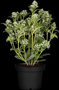 Skimmia japonica - 2 Ltr pot - image 4