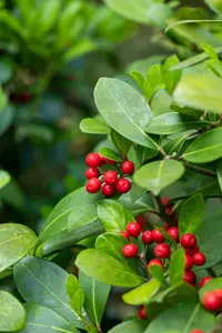 Skimmia reevesiana - 2.5 Ltr pot - image 5