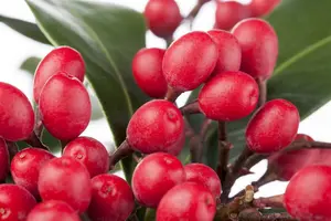 Skimmia reevesiana - 2.5 Ltr pot - image 1