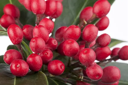 Skimmia reevesiana - 2.5 Ltr pot - image 2