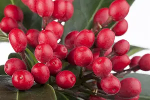 Skimmia reevesiana - 2.5 Ltr pot - image 2